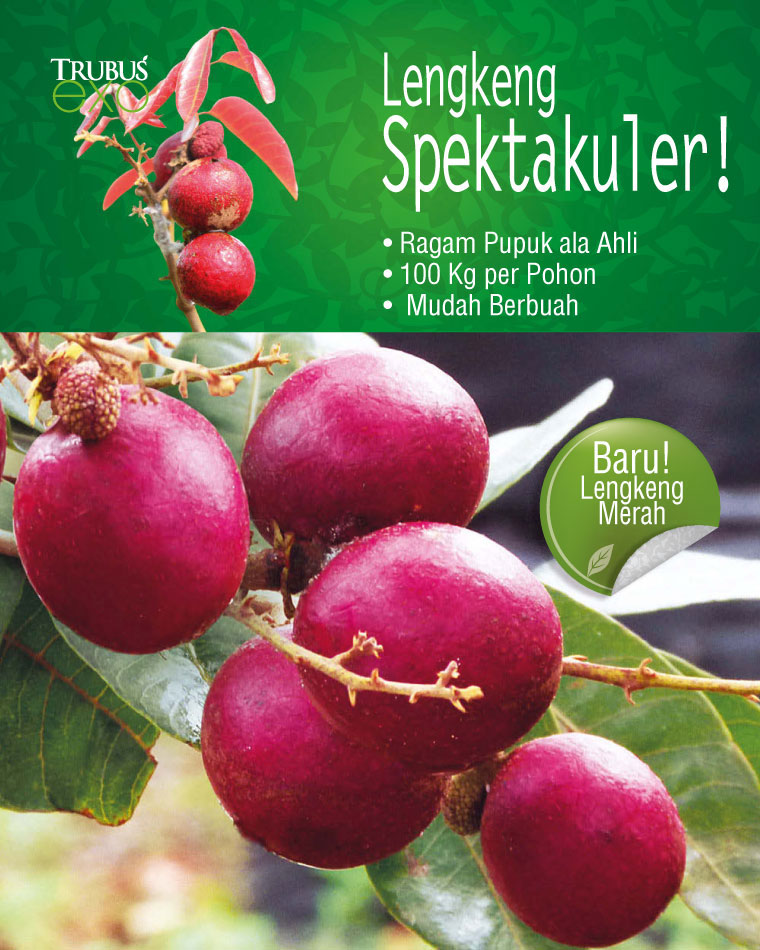 jual buku exo lengkeng spektakuler oleh redaksi trubus jual buku exo lengkeng spektakuler oleh redaksi trubus